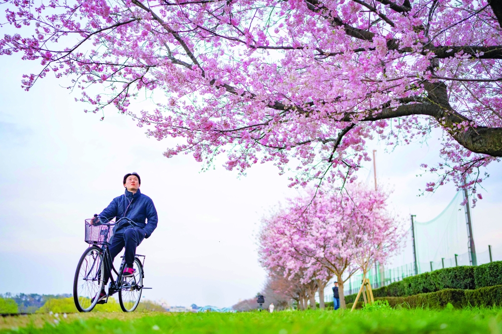 A man on a bicycle looking at a cherry blossom tree in Kawasaki, Kanagawa prefecture. — AFP