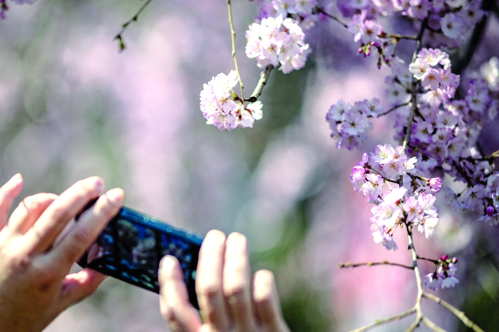 A person takes pictures with a cherry blossom tree at Ueno park in Tokyo.