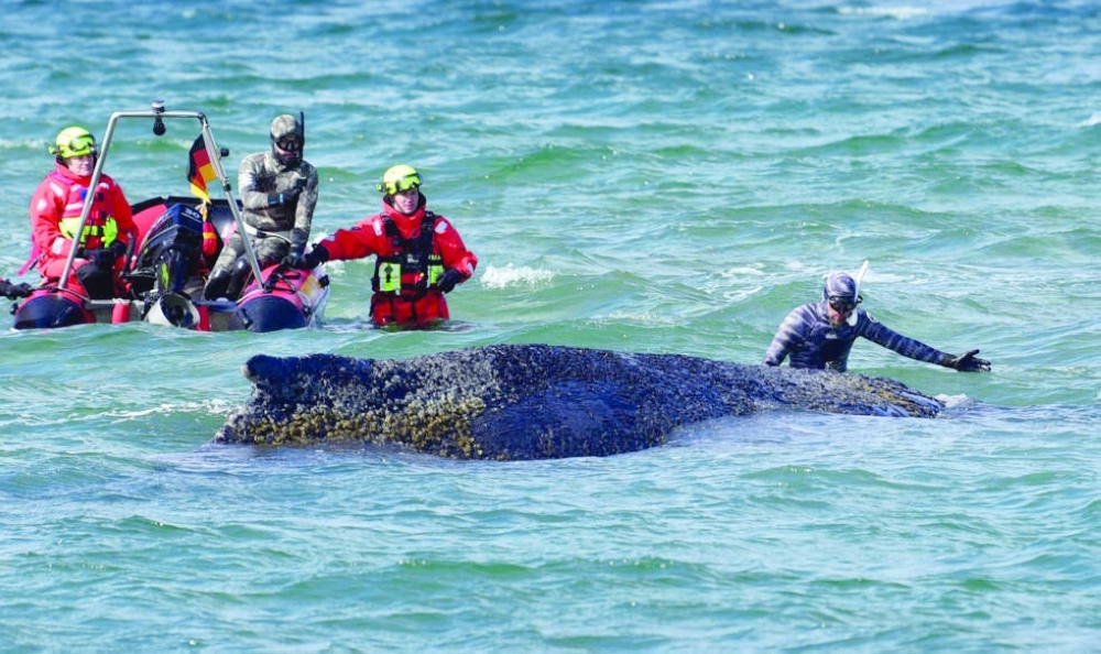 The humpback whale, which was stranded for days on Germany's Baltic Sea coast