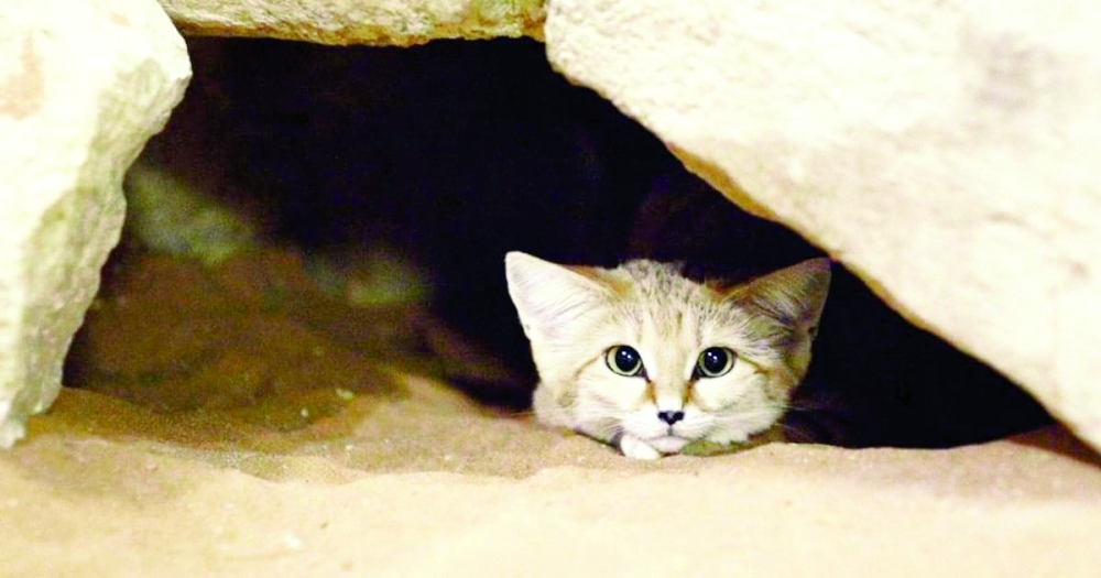 Arabian sand cat