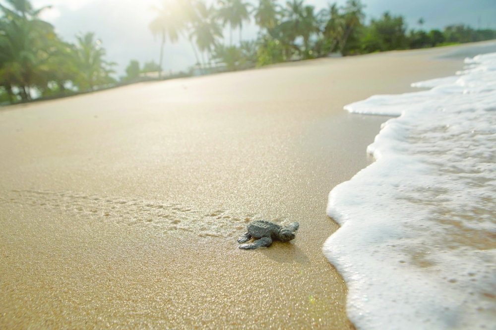 Gabon battles for baby sea turtles' survival