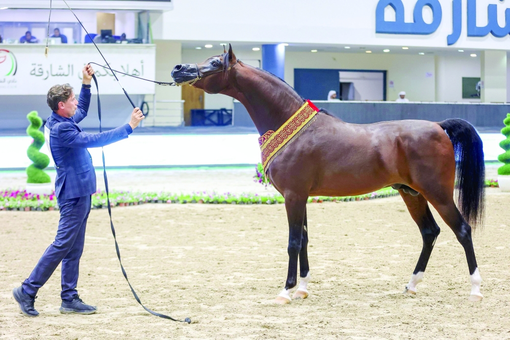 Ashraf RC, owned by the Royal Cavalry of Oman. 