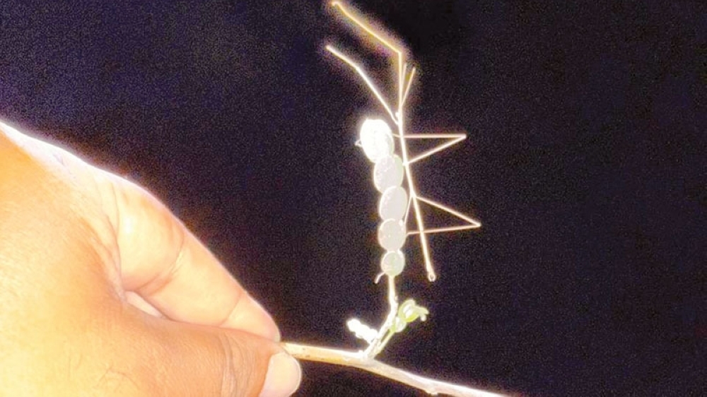 Cardiologist and wildlife photographer Dr S M Ziaul Haque captures rare stick insect in Dhofar night forests.