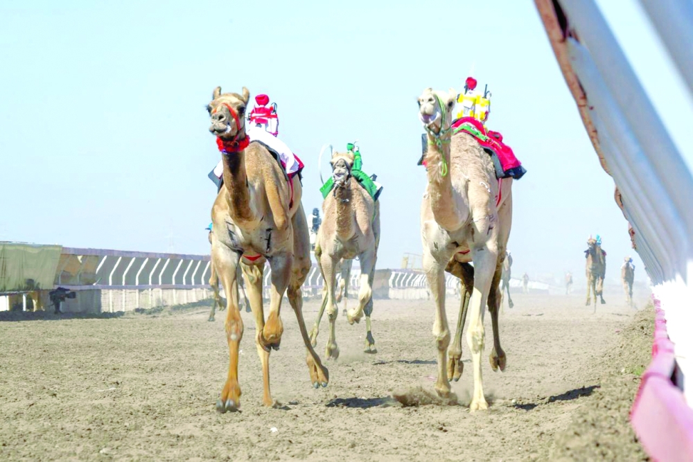Al Baher, owned by Salim al Madhoushi, recorded the fastest time of 7:32.20 in the evening races for over 5 km.