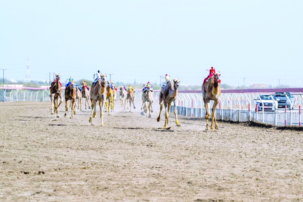 Bahja, Al Baher and Mashoosh finished as the top three camels on the second day at His Majesty Cup Festival 2026 camel racing in Barka on Monday.
