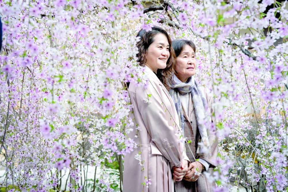 People pose in front of cherry blossom trees at Rokkakudo temple in Kyoto on March 29, 2026. (Photo by Yuichi YAMAZAKI / AFP)
