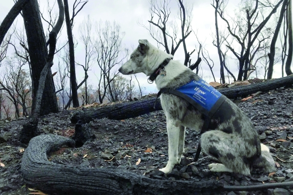 'Hero' Australian dog who saved 100 koalas retires