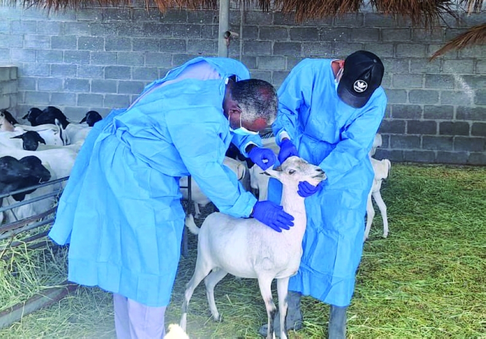 approximately 255,600 cubic metres annually. The governorate hosts 44 poultry production projects and 24 slaughterhouses.