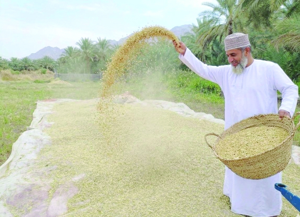 Wheat cultivation area in the Wilayat of Al Mudhaibi stands at more than 8 acres. - ONA