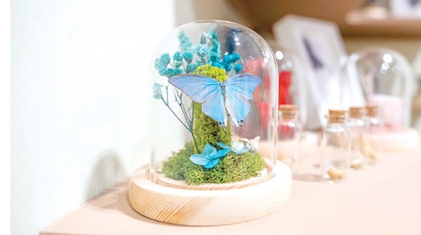 Oman Butterfly: When Nature Transforms into Living Works of Art