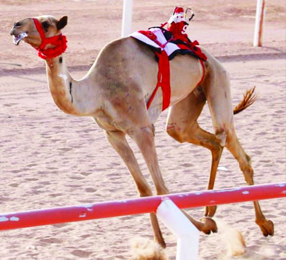 'Lahab' owned by Saad al Junaibi.