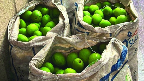 Mango season in Qurayat boosts farm trade, tourism