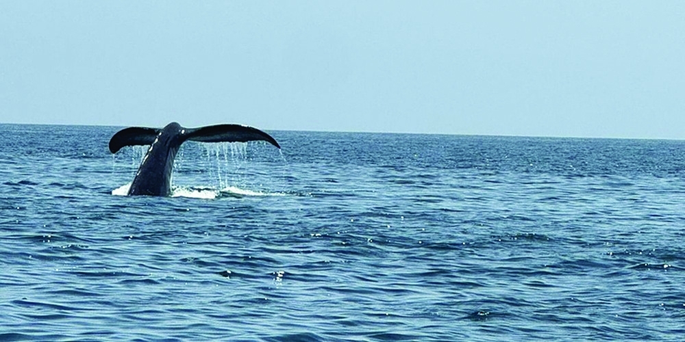 The new documentation will help strengthen scientific database.