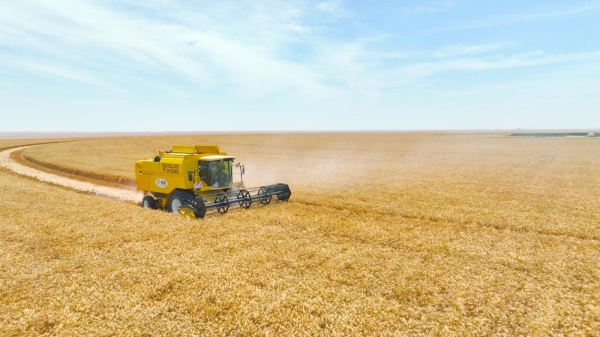 Wheat harvest in full swing in Al Najd