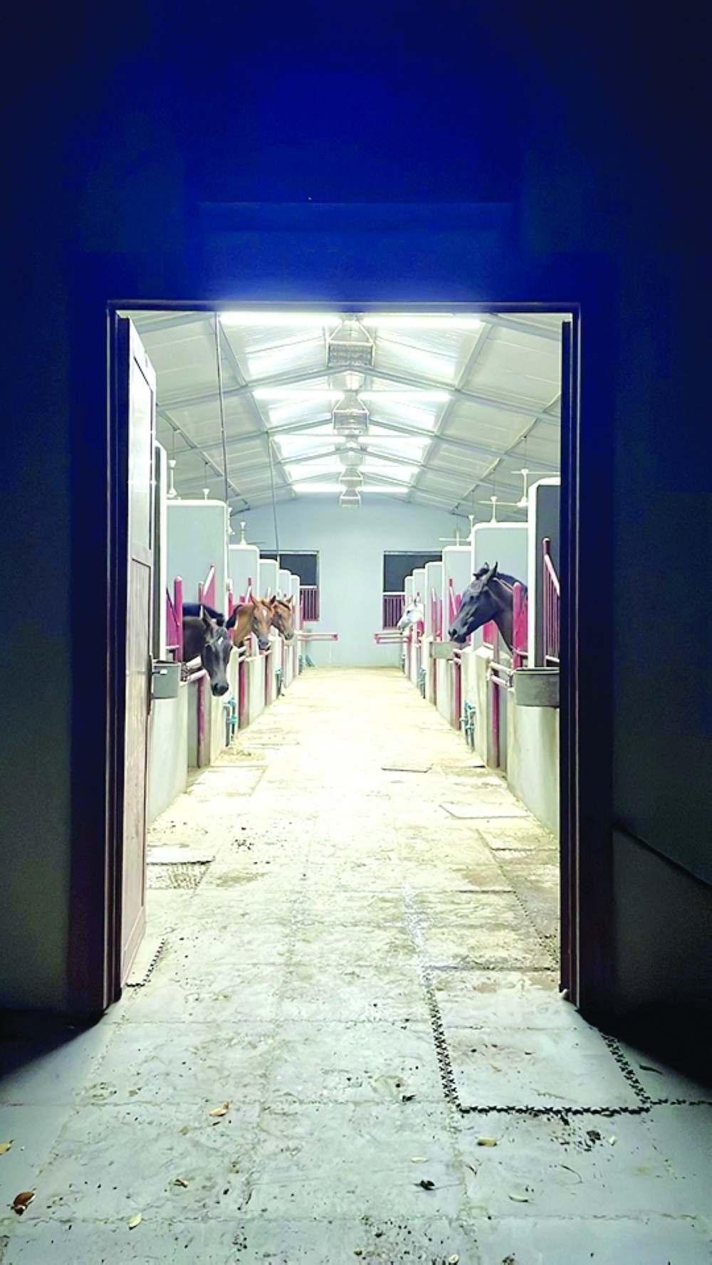 The main room in the stable where pregnant horses are placed for care.