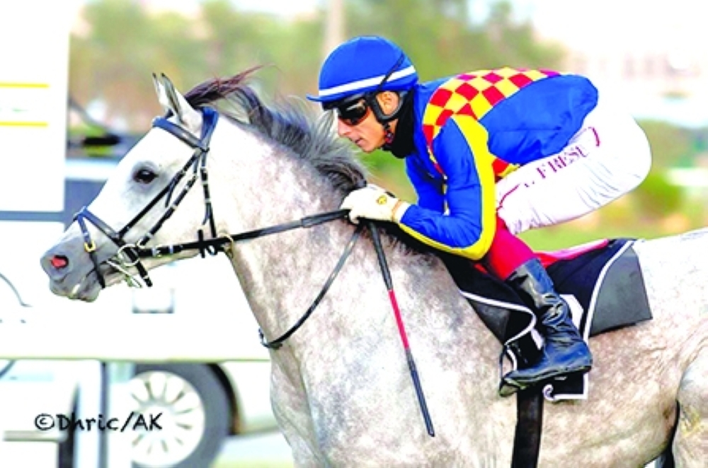 The horse SSR Ghazwan, a proven international success story, originally bred at Al Mahamid Stud.