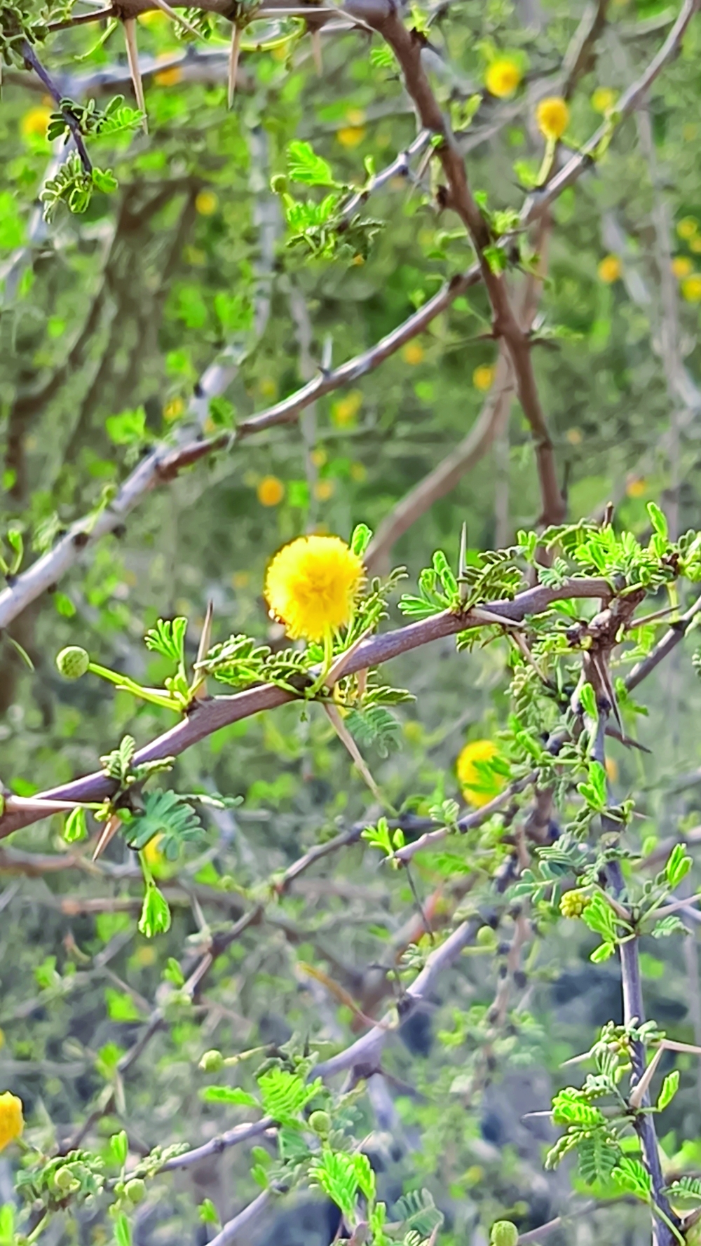 The yellow flowers, which are from the Al Salam tree, prompt the bees to go to them only for pollination.