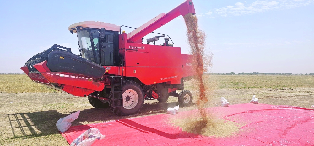 The total cultivated area reached around 169 acres, with output projected to exceed 220 tonnes by the end of the season.