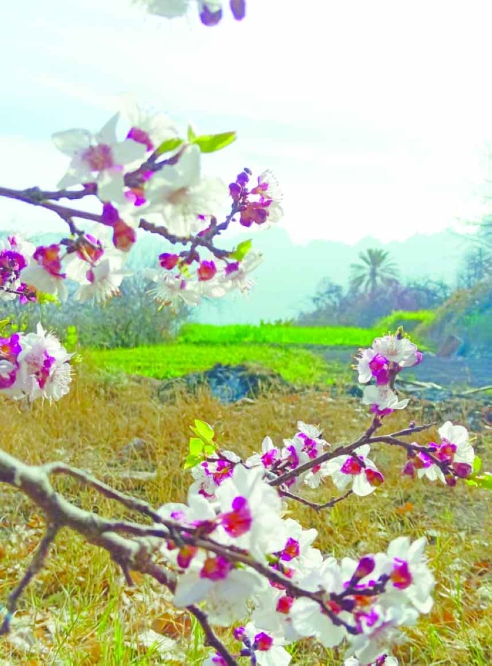 Local farmers emphasise their commitment to traditional and environmentally friendly practices, avoiding chemical fertilisers and pesticides to preserve both soil health and crop quality. 