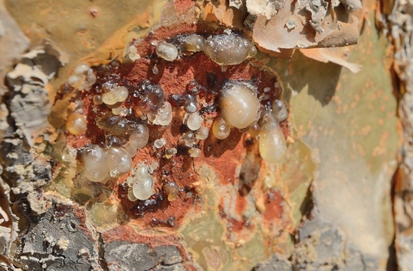 Omani frankincense registered as global geographical indication