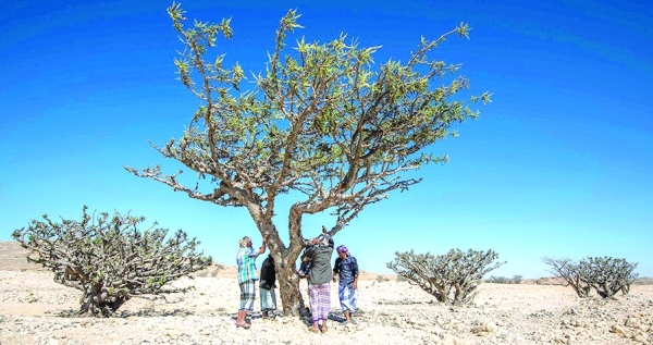 Omani frankincense secures global geographical indication status