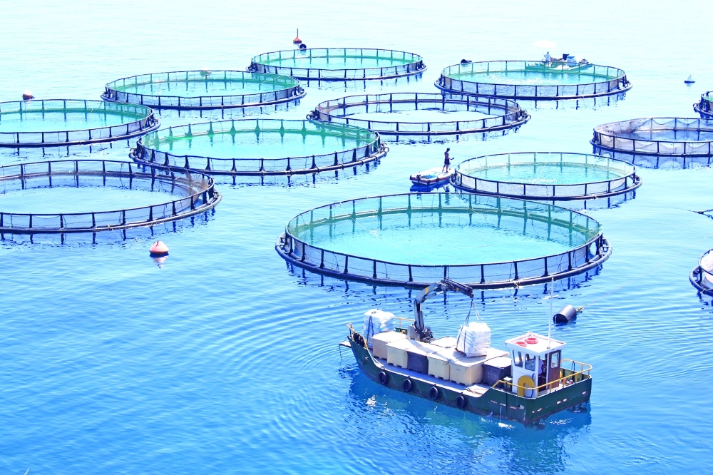 The investment opportunities are distributed across Oman’s agriculture, aquaculture and related industries.