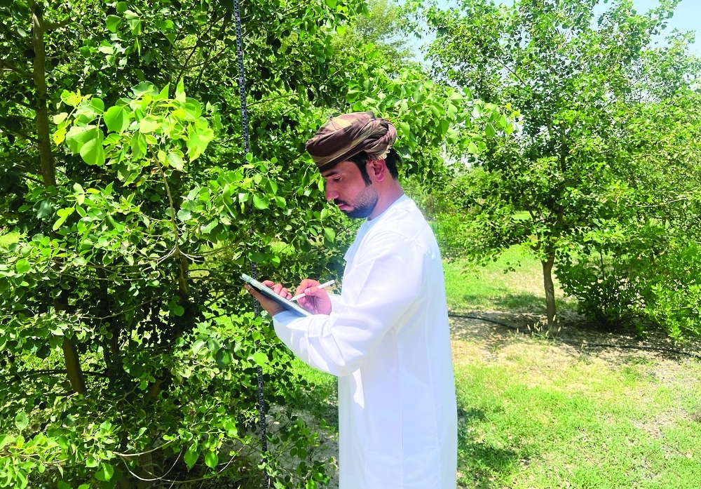 Hackberry tree is prized for its durable, high-quality wood.