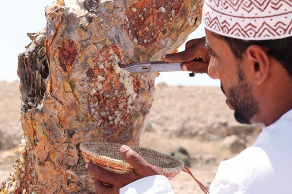 Oman’s frankincense exports reach RO 471,400 in 2025