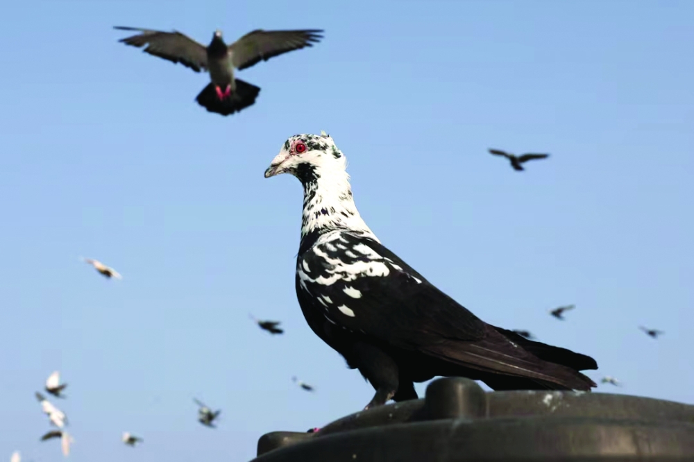 A pigeon sits on a rooftop in the old quarters of Delhi, India. — Reuters