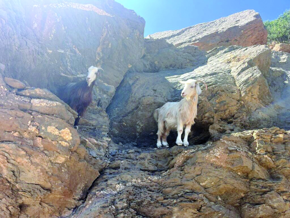 A young goat in the rugged heights of Jabal Shams