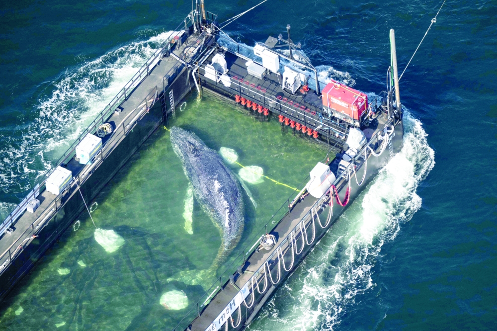 Aerial photo shows the rescued humpback whale in a special barge along the Danish coastline enroute back to the North Sea after it beached on a sandbank near the city of Luebeck, in late March.