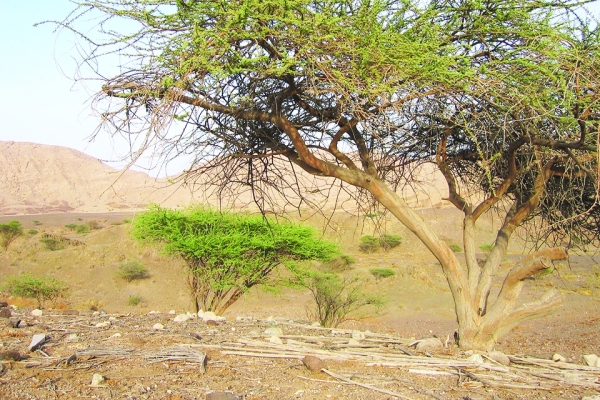 Oman expands vegetation cover under Vision 2040