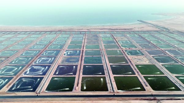 Aquaculture investment in Oman hits RO 349 million