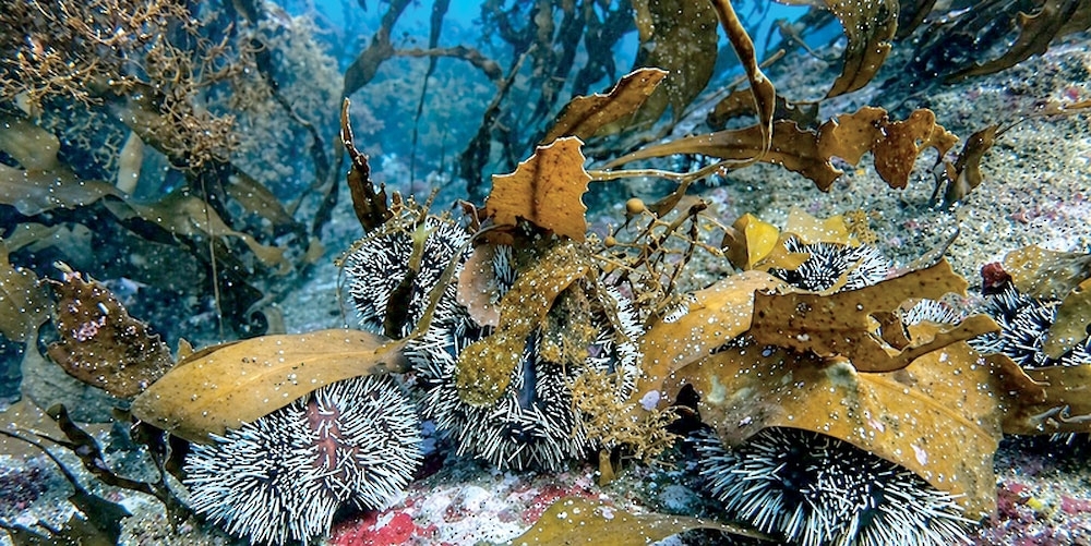 The programme aims to identify the locations and impact of this species on seagrasses and algae. — ONA