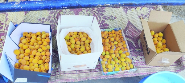 Apricot season revitalises local economy, boosts tourism