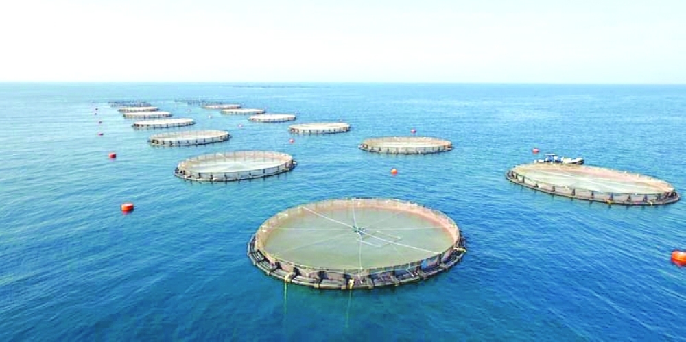 Aquaculture forms a cornerstone of Oman’s broader blue economy strategy.