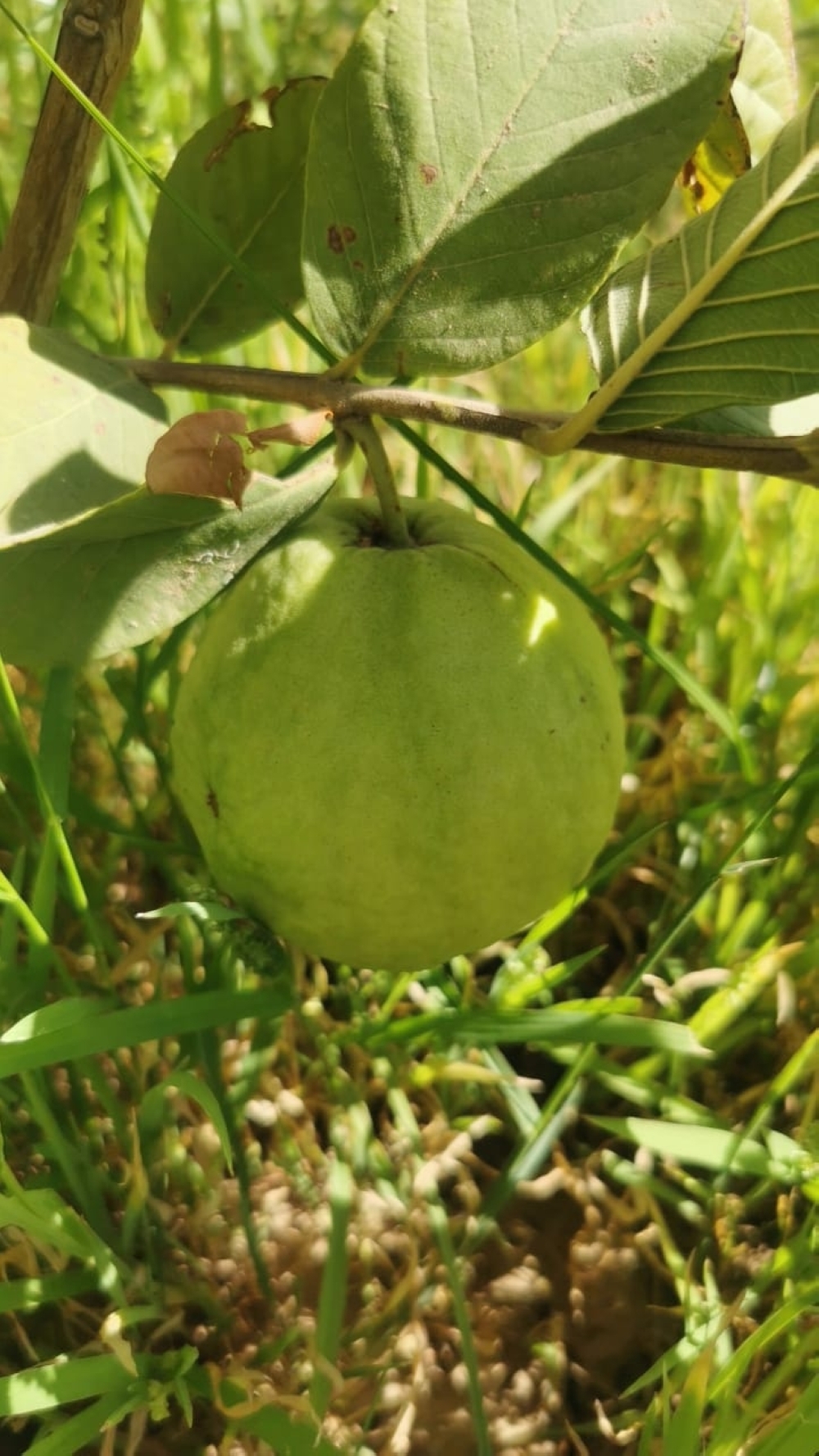 The farm currently houses around 400 guava trees across two main varieties — Thai guava and dwarf Indian guava. - ONA
