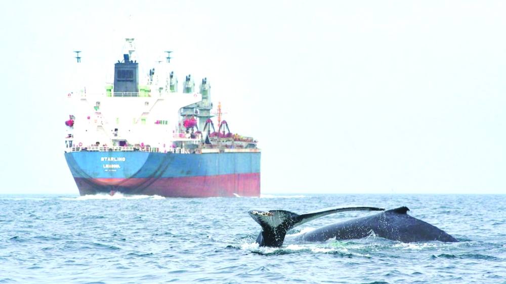 OceanTreaty1_credit_WhaleCenterOfNewEngland