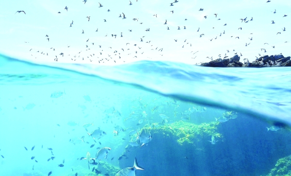From 10% to 30%: What Global Ocean Protection Means for Oman