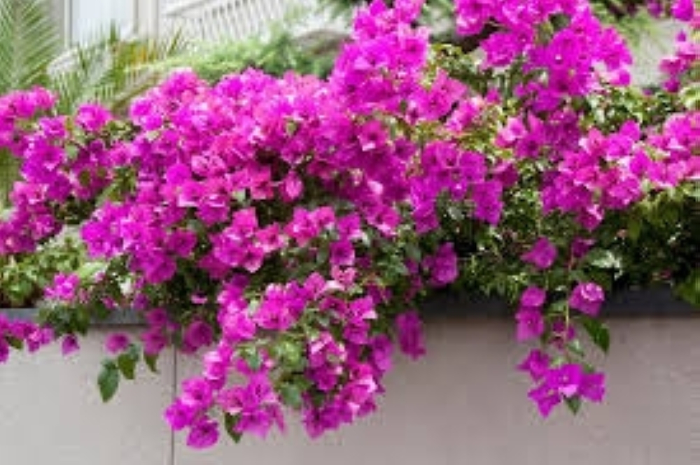  Bougainvillea