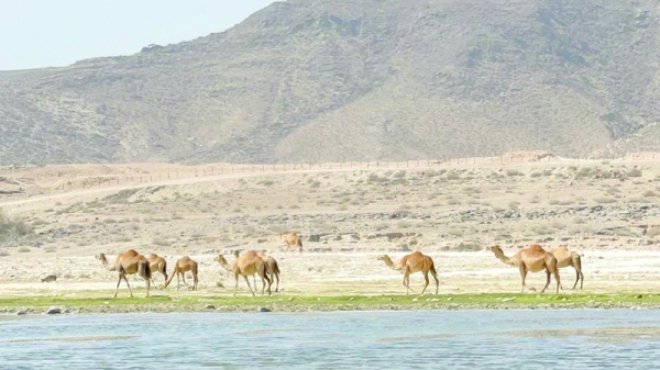 Protecting Life Beneath Oman’s Summer Sun