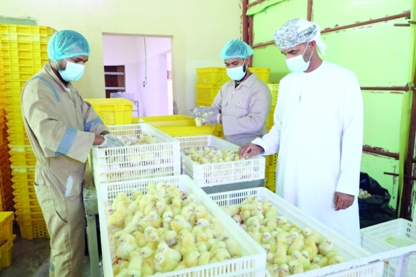 Omani youth leads poultry self-sufficiency in Ibri