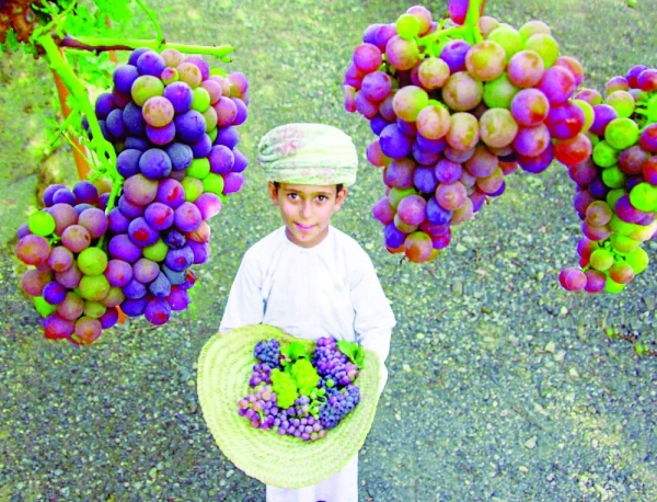 Grape season opens doors to sustainable economy