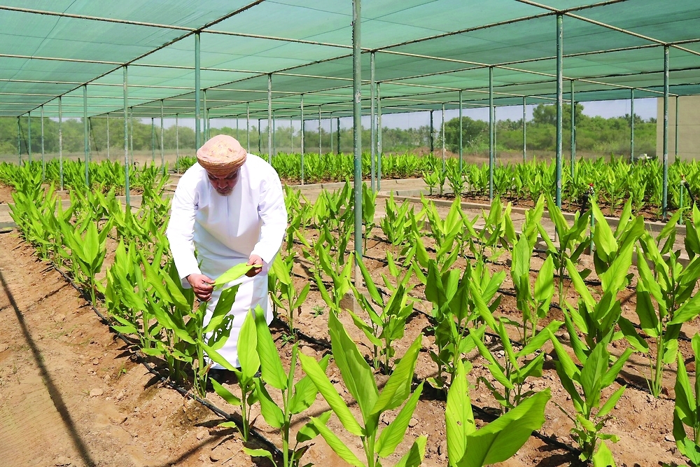 Eighty-seven farmers from various districts within the governorate participated, and the products were readily available at the Salalah Central Market.