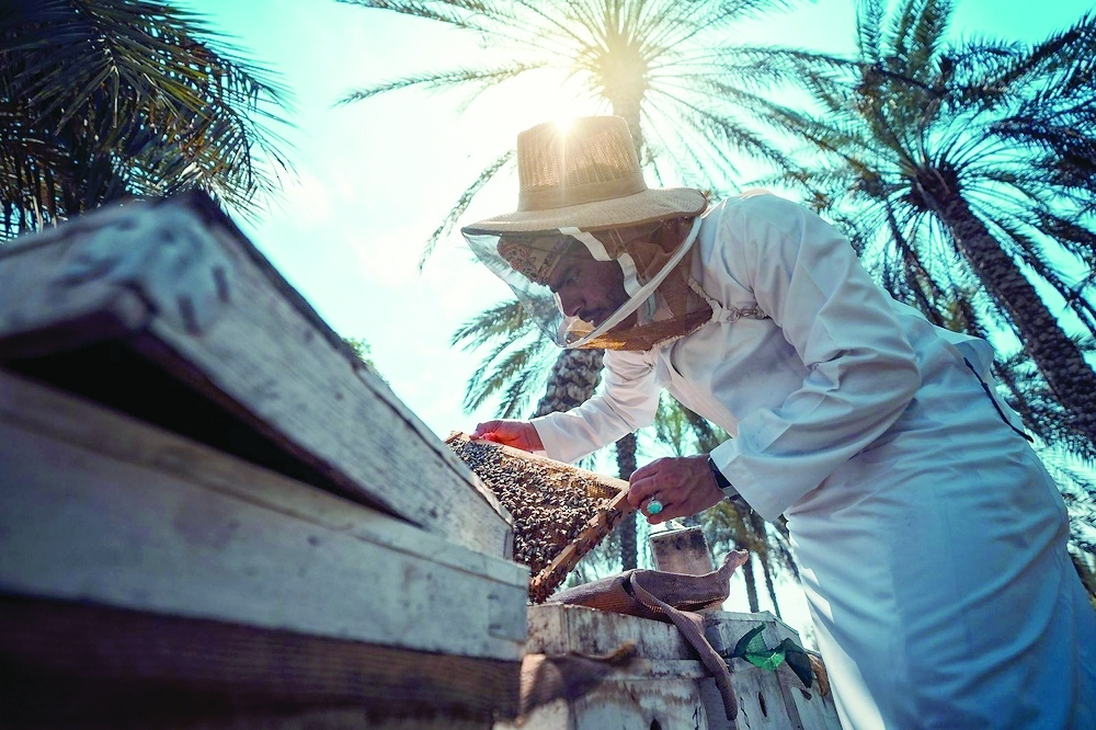 
Al Batinah North is characterised by its diverse natural and geographical environments. 
