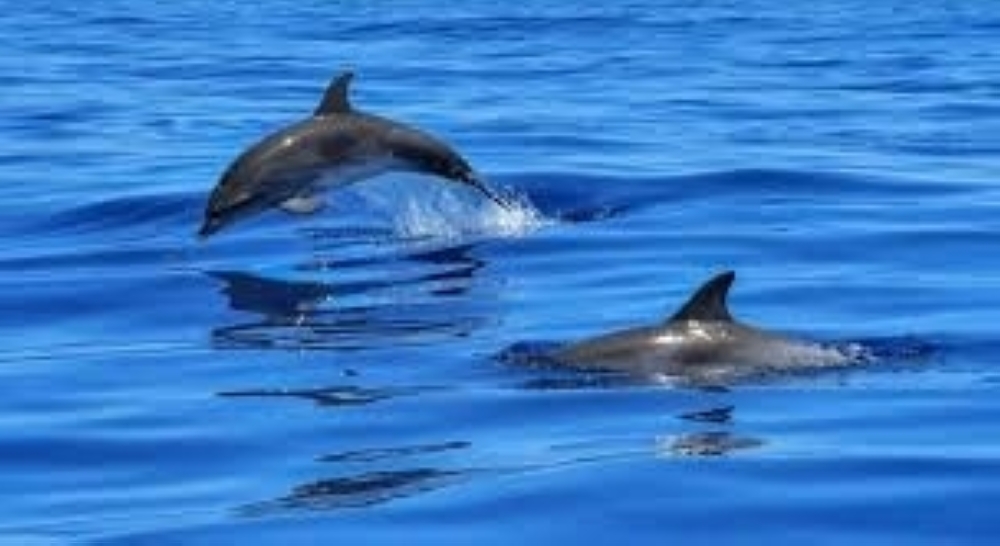 Dolphin-watching has become one of Oman’s most accessible nature-based experiences, particularly in Muscat and Musandam.