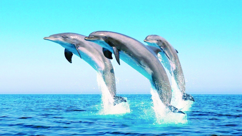For many people, the most familiar dolphins are the spinner dolphins often seen during dolphin-watching trips around Muscat.