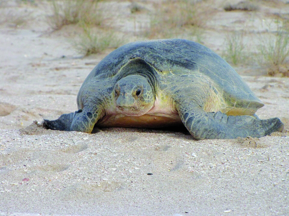 Green turtle at Ras Al Jinz