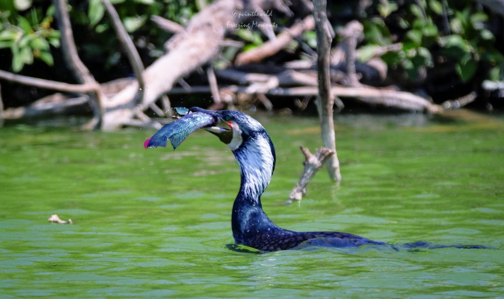 A cormorant with a large fish firmly gripped in its bill
