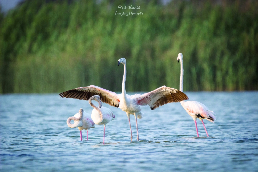 A flamingo forages with its flock in calm waters